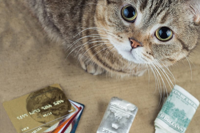 猫にかかる医療費はどれくらい?高額医療費のための対策とペット保険